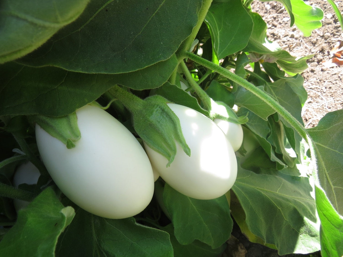 50 Eggplant White Star Hybrid Eggplant Seeds Egg plant seed