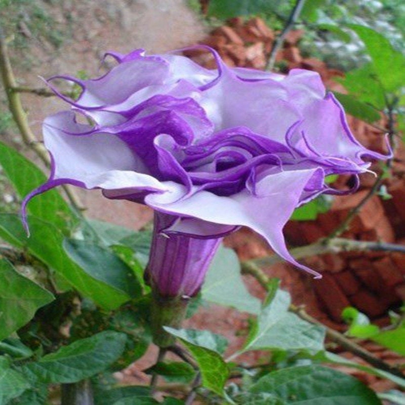 Datura Seeds Black Currant Swirl Double Flower 25 Seeds Angels Trumpet Brugmansia