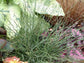 Ornamental Grass Seeds Corkscrew Grass 25 Multi Pelleted Seeds