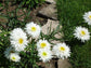 Chrysanthemum Seeds Crazy Daisy 100 Seeds Shasta Daisy