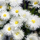 Chrysanthemum Seeds Crazy Daisy 100 Seeds Shasta Daisy