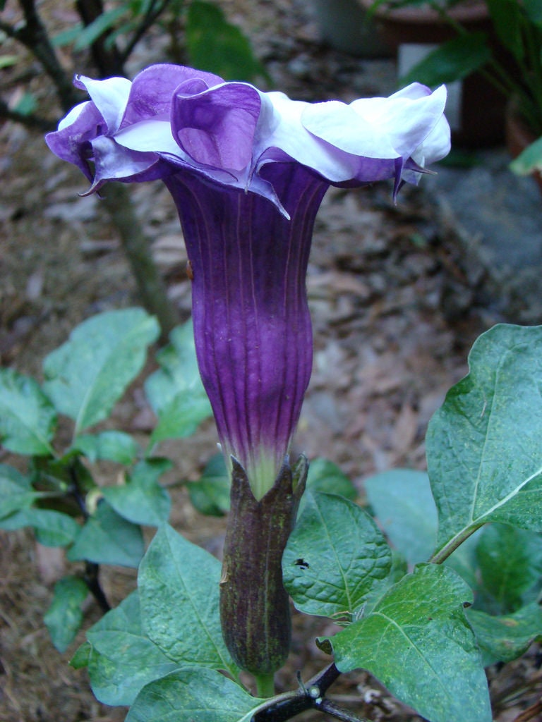 Datura Seeds Black Currant Swirl Double Flower 25 Seeds Angels Trumpet Brugmansia