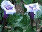 Angel’s Trumpet Seeds Ballerina Blue 15 Datura Seeds