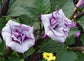 Angel’s Trumpet Seeds Ballerina Blue 15 Datura Seeds