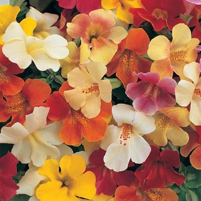 Mimulus Seeds Mystic Mix 50 Pelleted Seeds