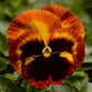 Pansy Seeds Pansy Matrix Solar Flare 25 Seeds Extra Large Flowers