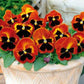 Pansy Seeds Pansy Matrix Solar Flare 25 Seeds Extra Large Flowers