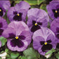 Pansy Seeds Pansy Matrix Ocean 25 Seeds Extra Large Flowers
