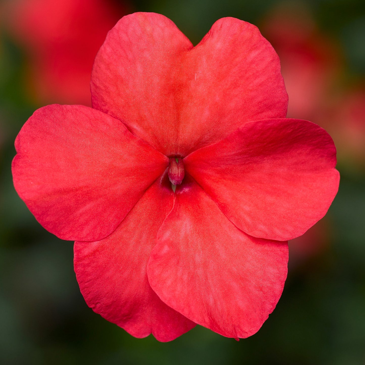 Impatiens Seeds Impatiens XDR Imara Salmon Shades 50 Seeds