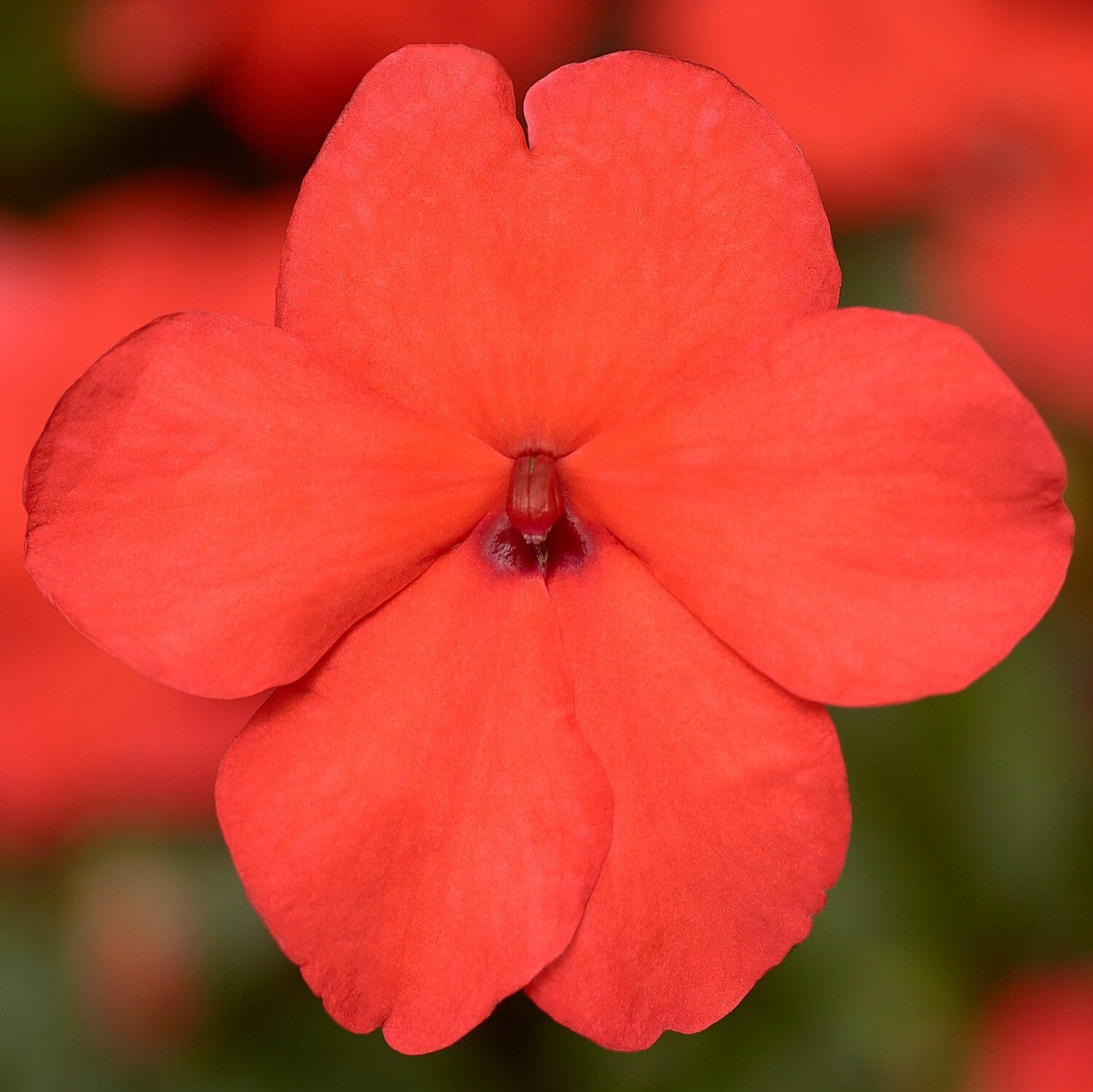 Impatiens Seeds Impatiens XDR Imara Orange 50 Seeds