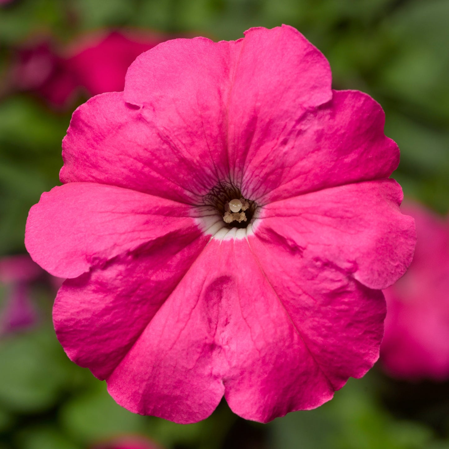 Petunia Damask Rose 50 Pelleted Petunia Seeds