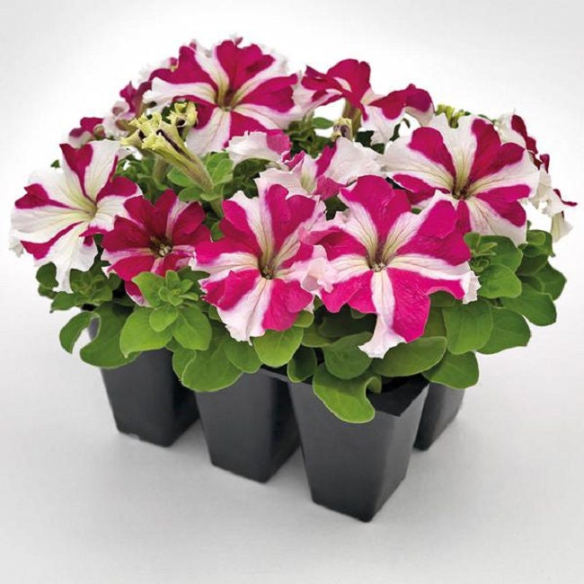 Petunia Success HD Rose Star 50 Pelleted Petunia Seeds