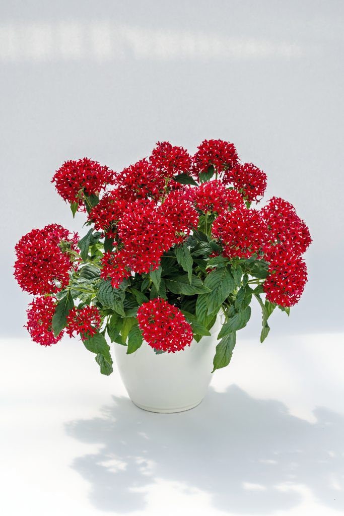 Pentas Seeds Pentas Graffiti 20/20 Vivid Red 25 Pelleted Seeds