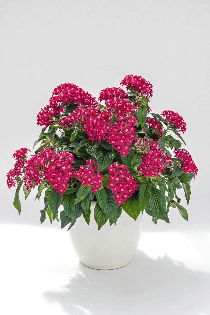 Pentas Seeds Pentas Graffiti 20/20 Lazer Pink 25 Pelleted Seeds