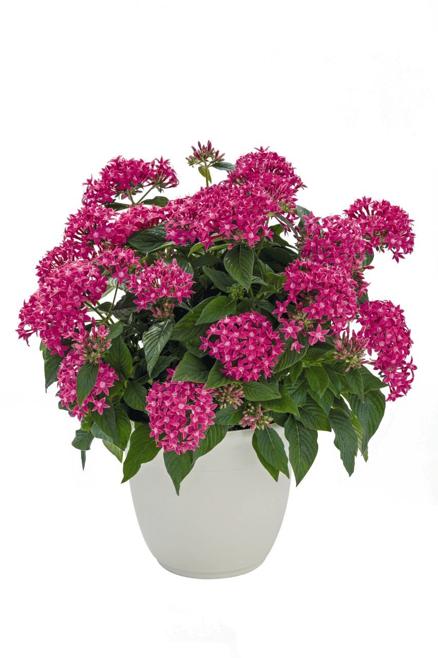 Pentas Seeds Pentas Graffiti 20/20 True Pink 25 Pelleted Seeds