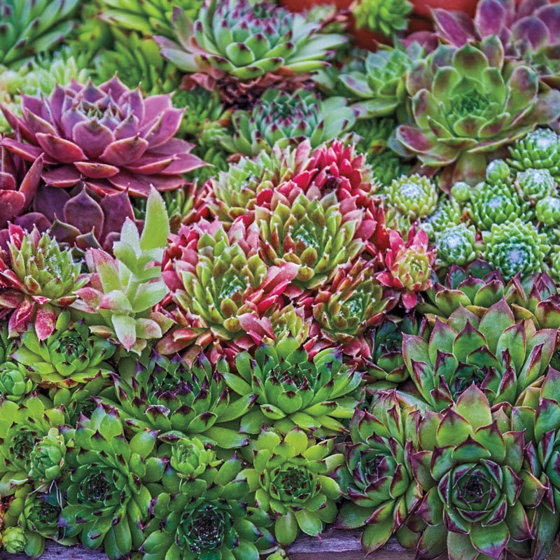 MPB#8 Sempervivum Hens And Chicks Hardy Mix 50 Pelleted Seeds Hens Chicks Seeds Sedum Seeds