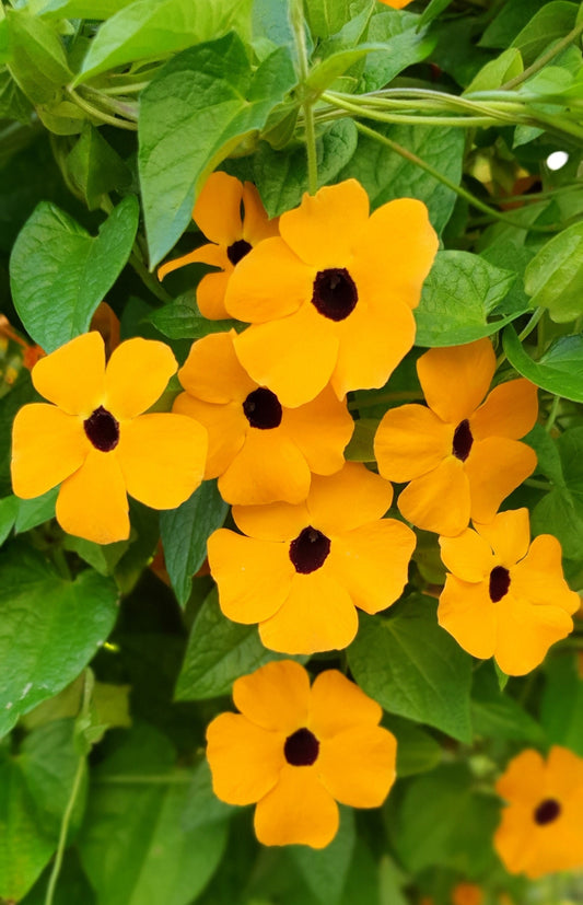 Thunbergia Seeds Black Eyed Susan Vine Thunbergia Alata 50 Seeds