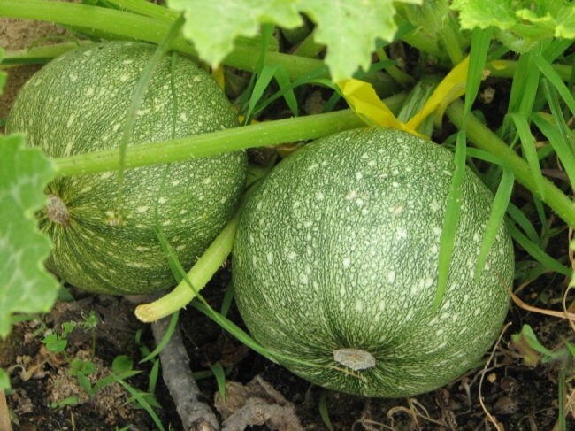 Squash Ronde De Nice Heirloom 50 Squash Seeds