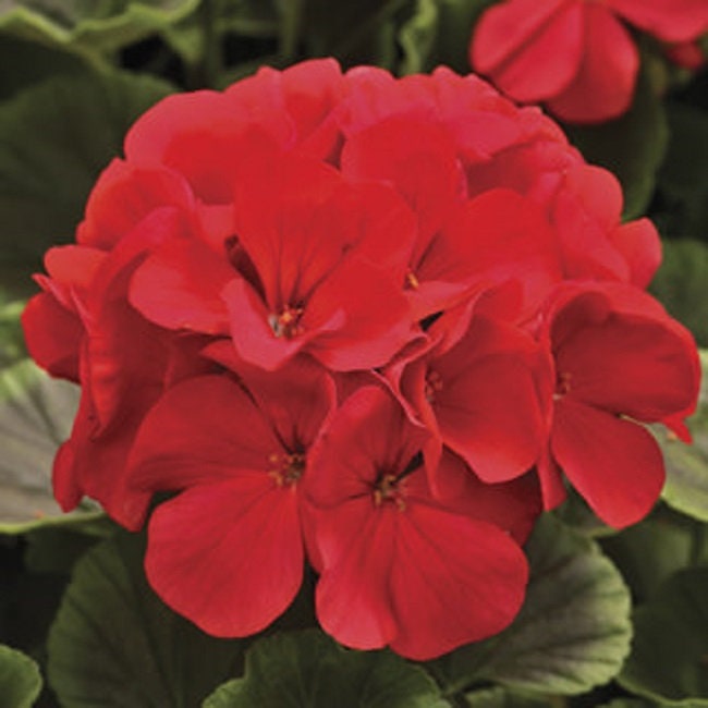 Geranium Seeds Bullseye Cherry 15 Seeds