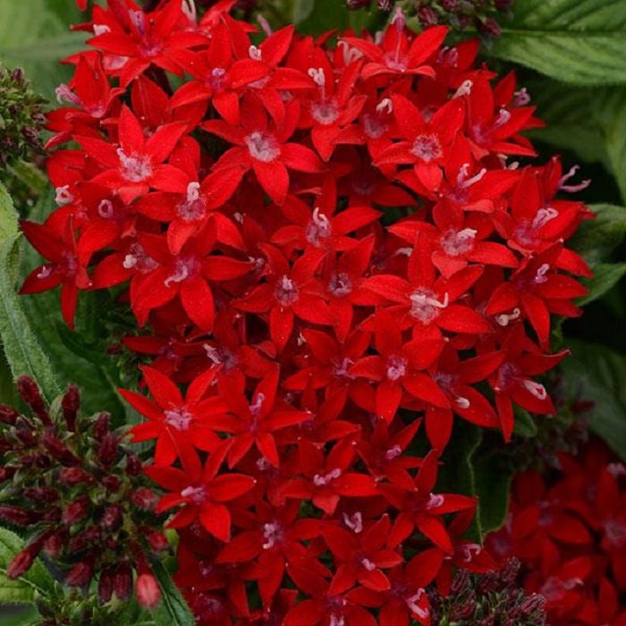 Pentas Lucky Star Dark Red 25 Pelleted Seeds Pentas Seeds