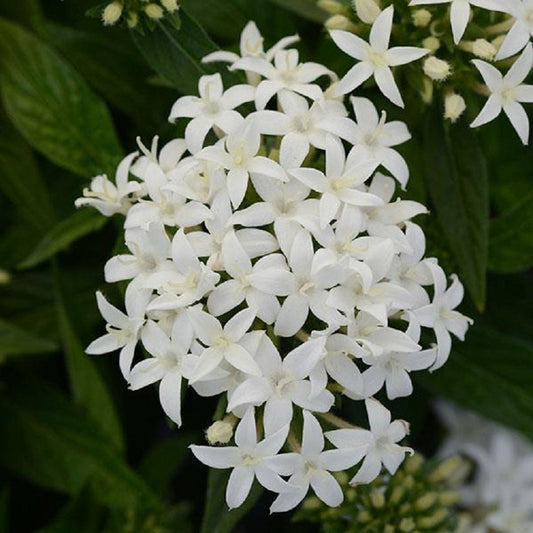 Pentas Lucky Star White 25 Pelleted Seeds Pentas Seeds