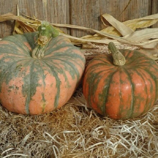 Squash Seeds 25 Speckled Hound Seeds F1 Hybrid Winter Squash