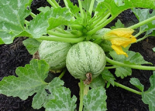 Squash Ronde De Nice Heirloom 50 Squash Seeds