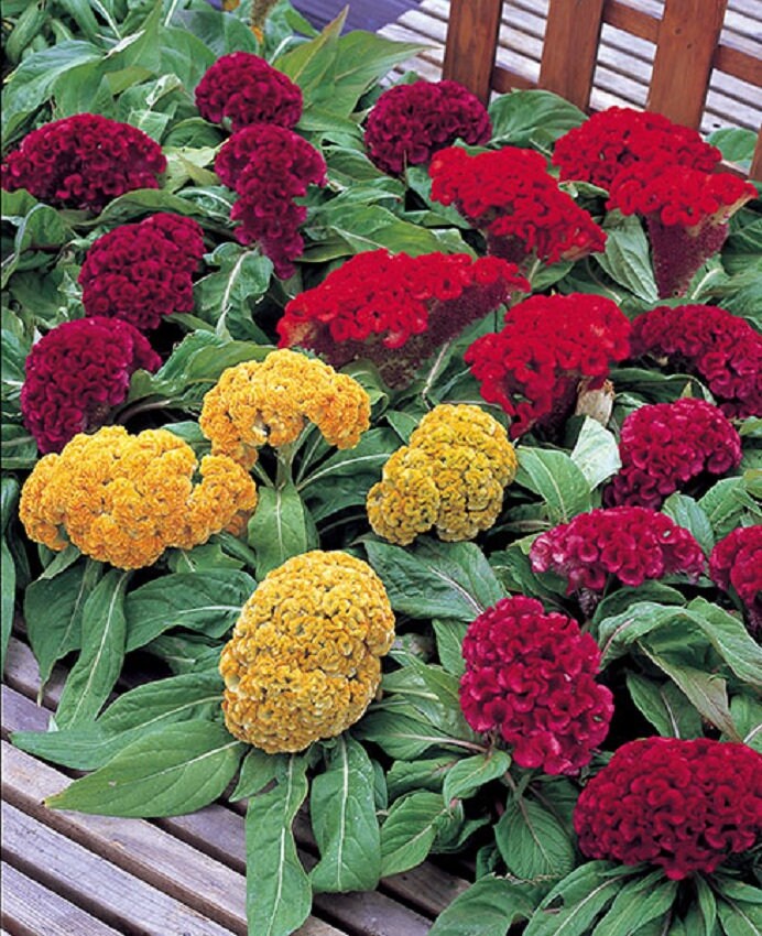 Celosia Seeds Armor Mix 50 Seeds