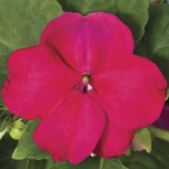 50 Impatiens Seeds Accent Burgundy Impatiens Seeds