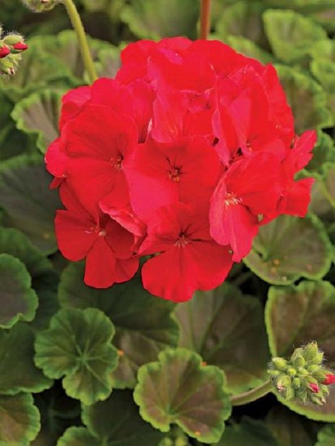 Geranium Seeds Bullseye Cherry 15 Seeds