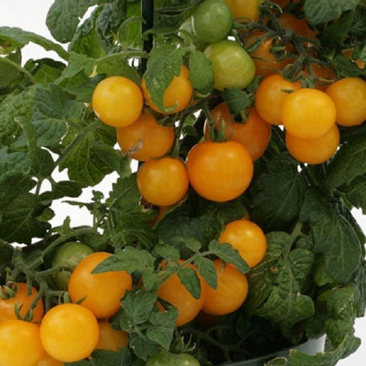 Tomato Seeds Sweet N Neat Yellow 25 Seeds F1 Variety