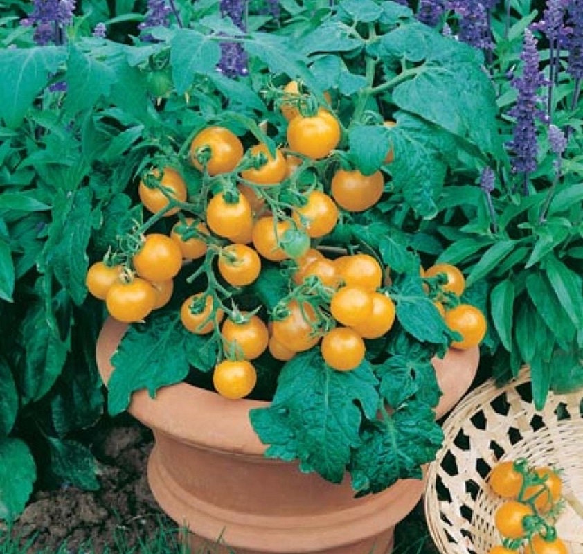 Tomato Seeds Sweet N Neat Yellow 25 Seeds F1 Variety