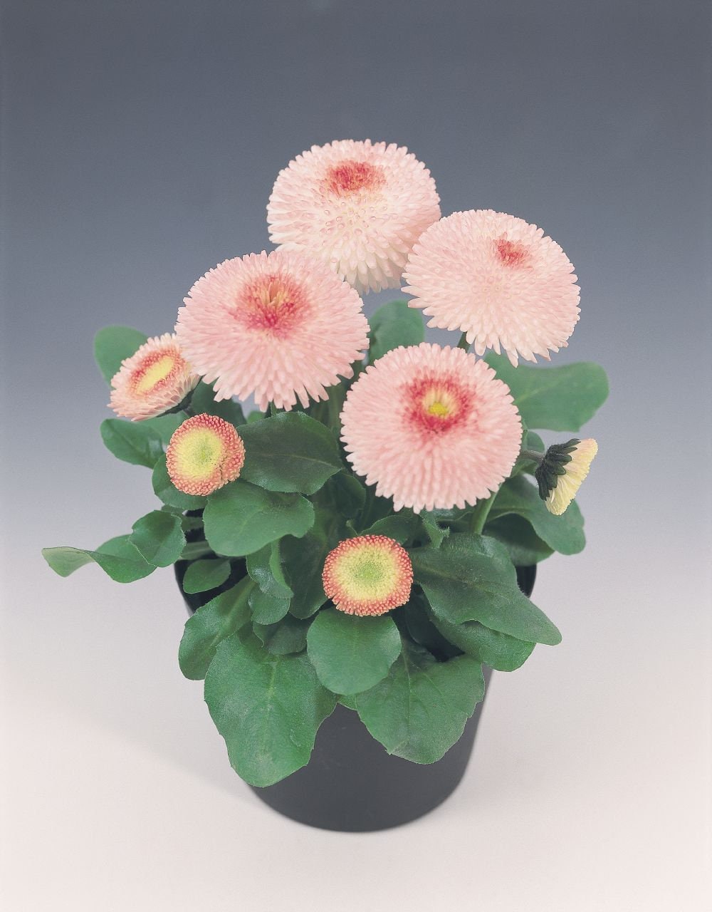 Bellis Seeds Bellis Tasso Strawberries N Cream 25 Seeds English Daisy