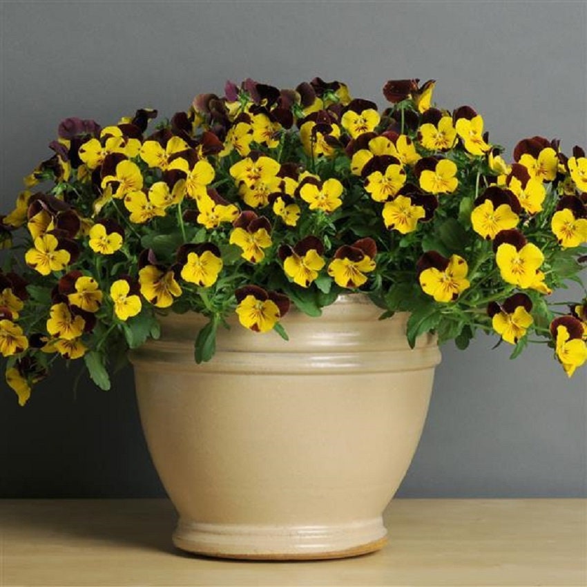 Pansy Seeds Cool Wave® Sunshine And Wine Trailing Pansy 15 Seeds Hanging Pansy