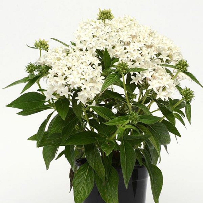 Pentas Lucky Star White 25 Pelleted Seeds Pentas Seeds