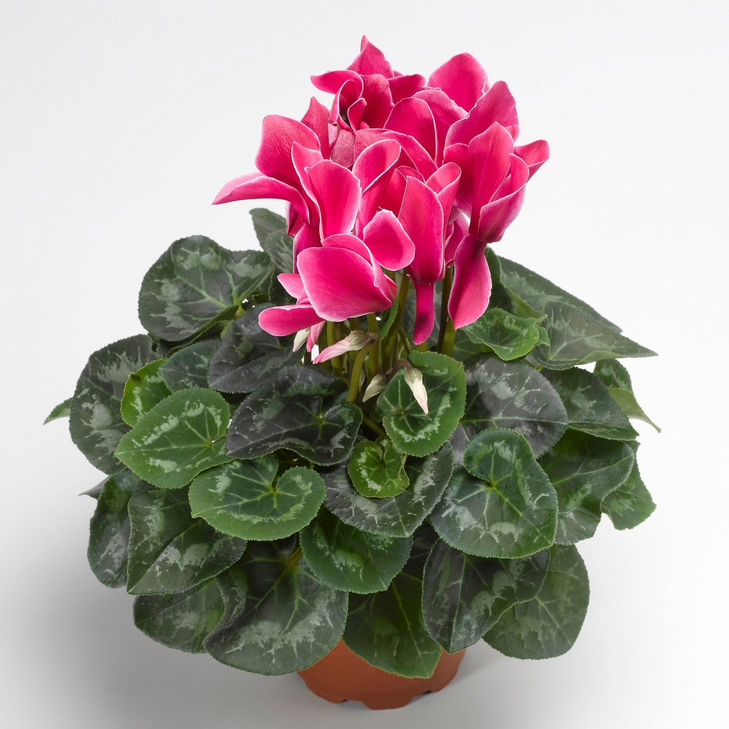 Cyclamen Seeds Synchro Sierra Wine Flame 15 Cyclamen Seeds