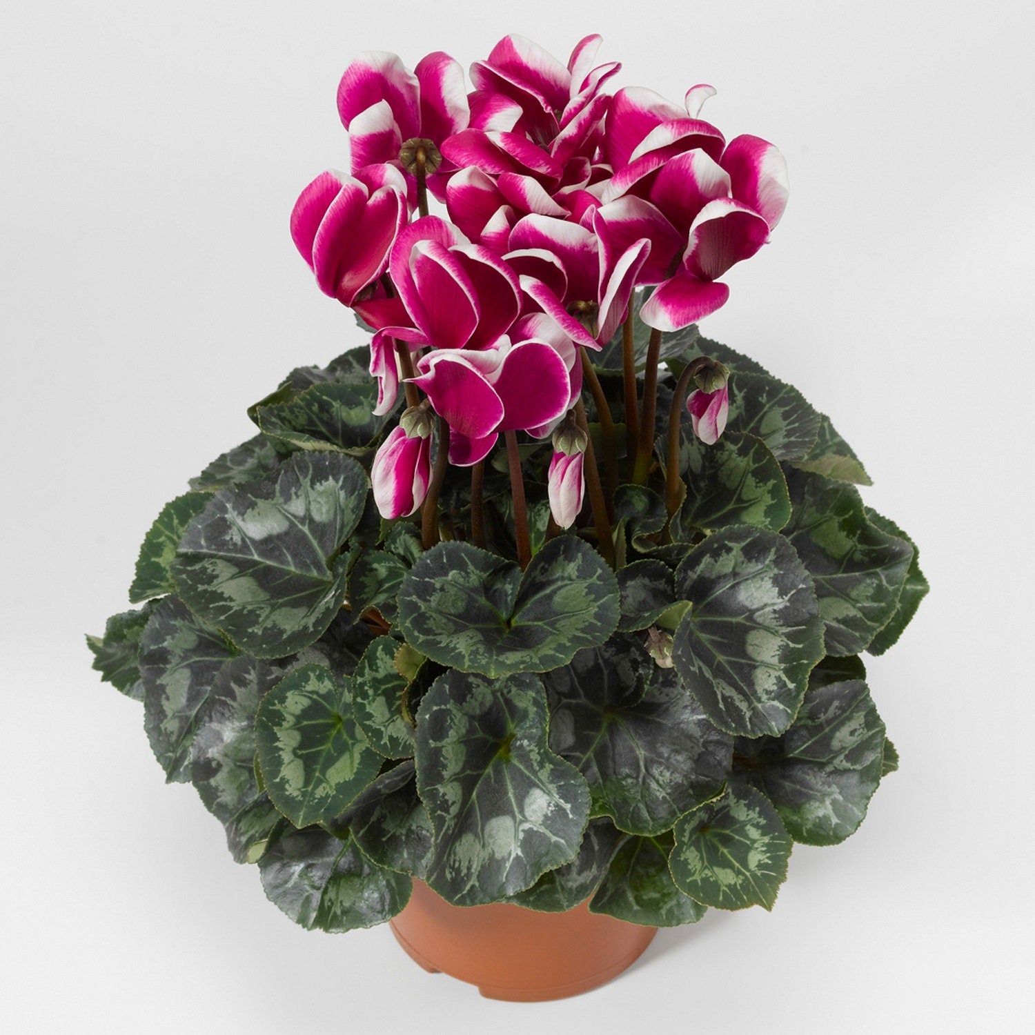 Cyclamen Seeds 15 Seeds Cyclamen Snowridge Maxi Purple