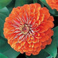 Zinnia Seeds Dreamland Coral 50 Zinnia Seeds Flower Seeds