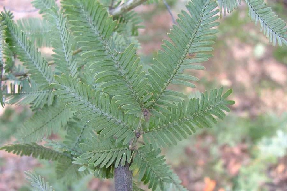 Acacia Baileyana Seeds Acacia Baileyana Purpurena Acacia Seeds 25 Seeds