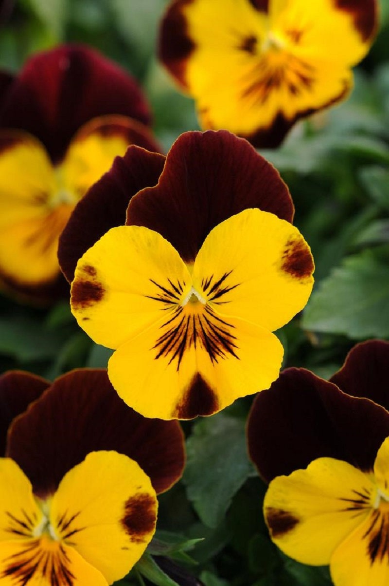 Pansy Seeds Cool Wave® Sunshine And Wine Trailing Pansy 15 Seeds Hanging Pansy