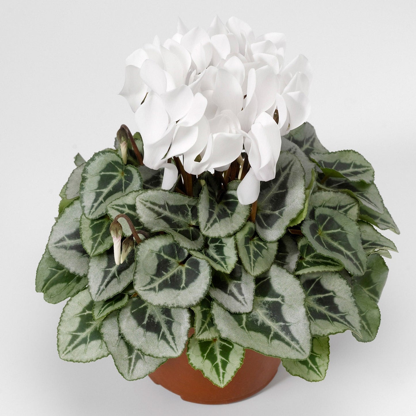 Cyclamen Seeds 15 Seeds Cyclamen Silverado White