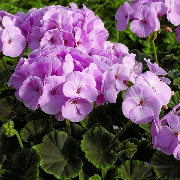 Geranium Seeds 15 Flower Seeds Geranium Cola Apple Blossom