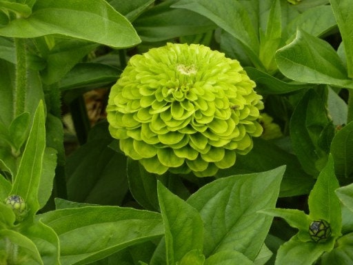 50 Zinnia Seeds Higro Lime Flower Flower Seeds