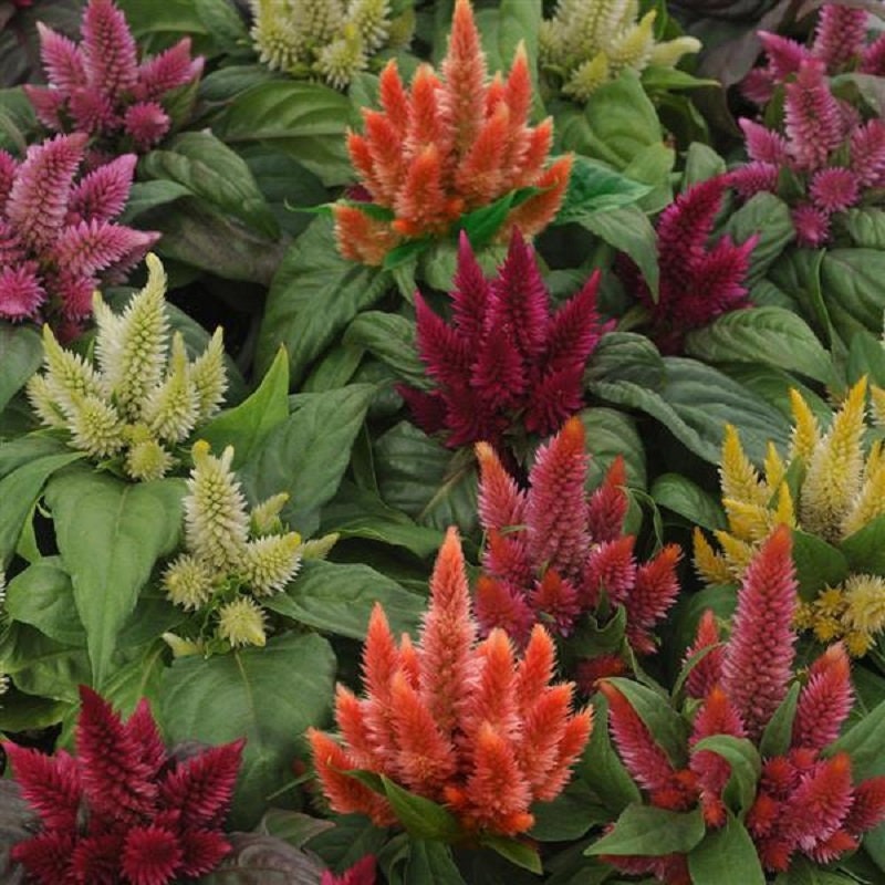 Celosia Seeds Kosmo Mixture 25 Pelleted Seeds New Variety For 2021