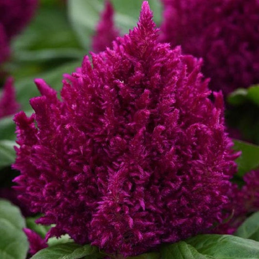 Celosia Seeds First Flame Purple 50 Pelleted Seeds