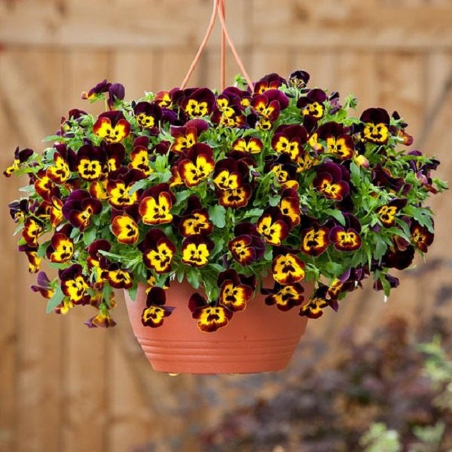 15 Pansy Seeds Cool Wave® Fire Trailing Pansy (HANGING PANSY)