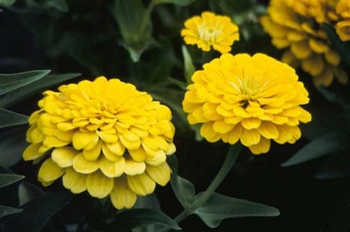 50 Zinnia Seeds Dreamland Yellow Flower Seeds