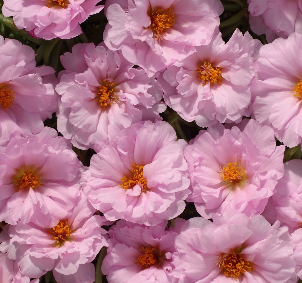 Portulaca Seeds Portulaca Extra Light Pink 50 Multi pelleted Seeds Perennial