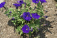 50 Pelleted Petunia Seeds Picobella Blue