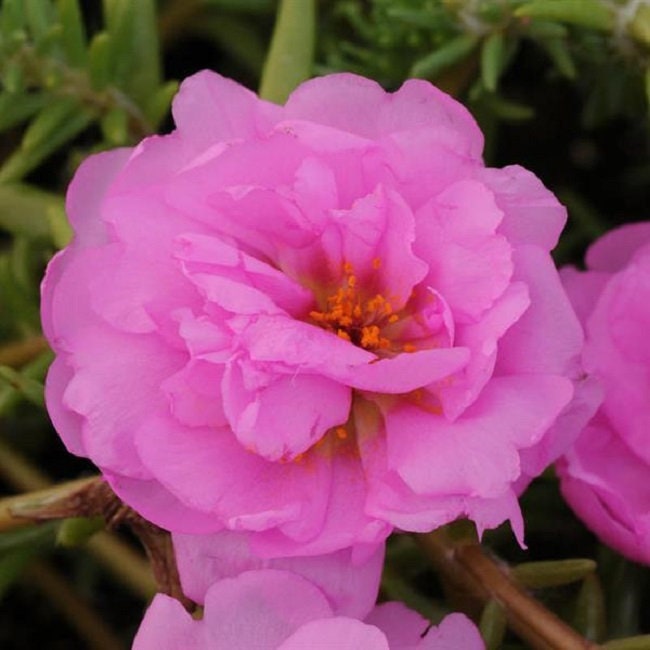 Portulaca Seeds Portulaca Happy Trails Pink 50 Multi pelleted Seeds Perennial